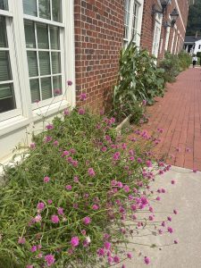 The Outdoor Garden